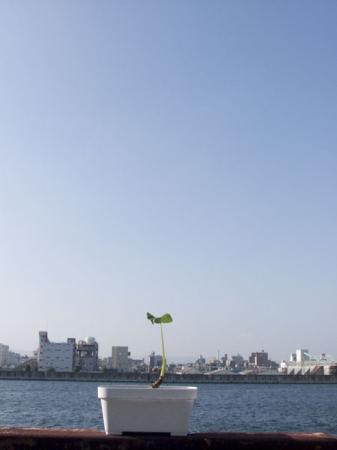 kuwazuimonkun
